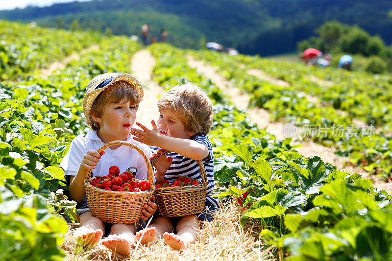 夏天草莓农场的两个小男孩