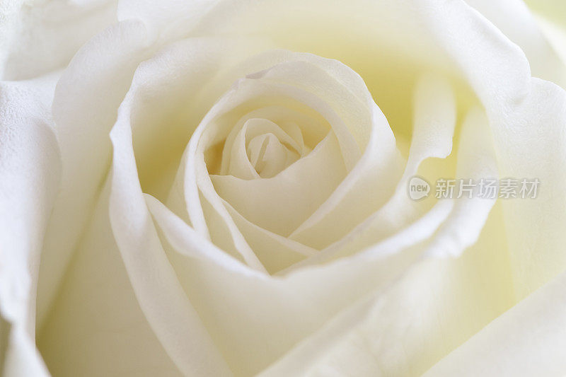 美丽甜美的白玫瑰在近景宏观概念呈现玫瑰纹理和图案为背景。奢华浪漫的情人节礼物。白玫瑰是真爱和纯洁爱情的象征。