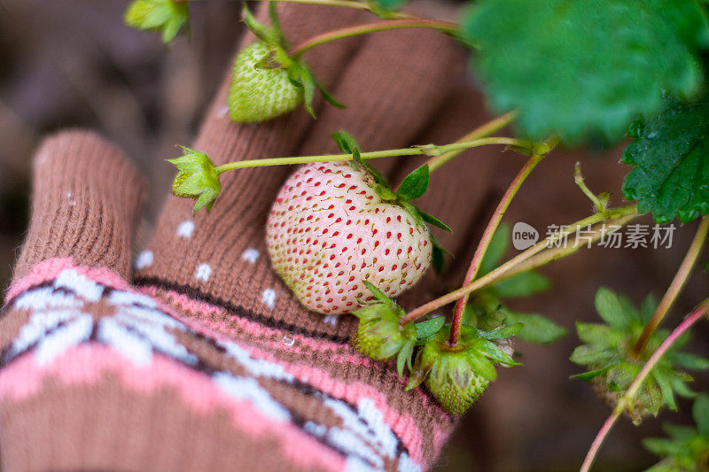 在花园里手拉手地摘草莓