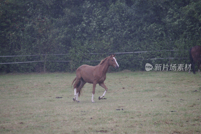 雨中的马