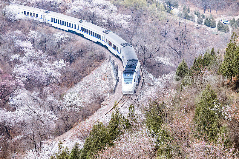 中国北京的火车和樱花树