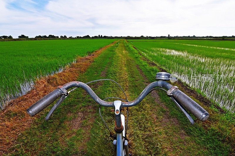稻田里的自行车车把。