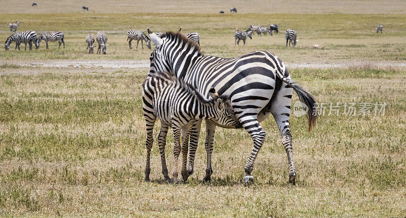 年轻的斑马和妈妈在非洲