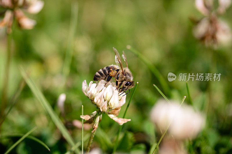 蜜蜂在花上采集花蜜