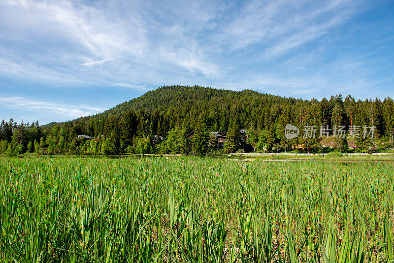 奥地利阿尔卑斯山脉附近的Wildsee湖周围的芦苇