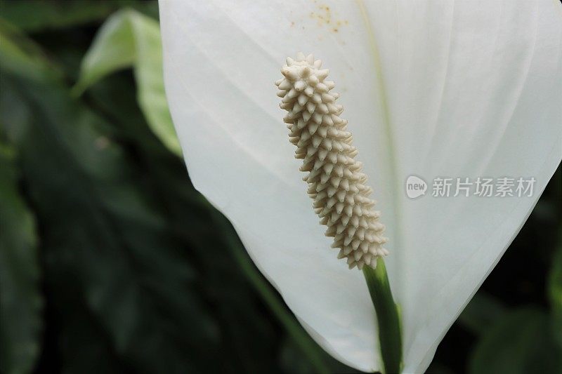 近距离观察白花，海芋百合