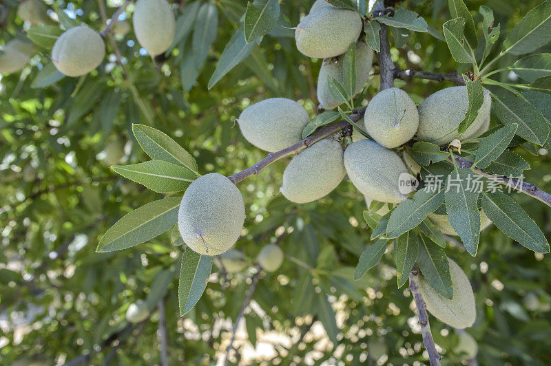 加利福尼亚中部果园里成熟的杏仁特写