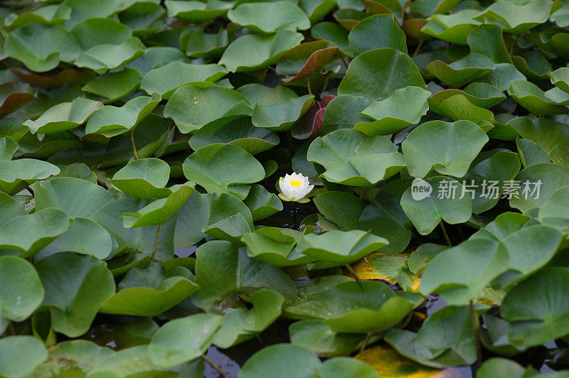 睡莲的池塘