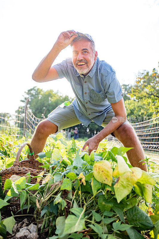 微笑的成熟男子收获自家种植的有机菜豆
