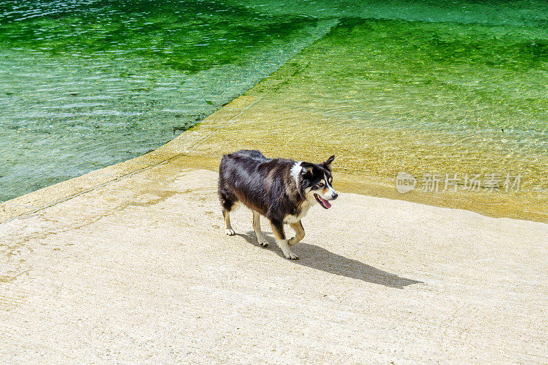 海边的博德牧羊犬