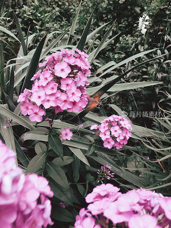 蜂鸟鹰蛾蝴蝶斯芬克斯昆虫飞在夏天的紫罗兰花上