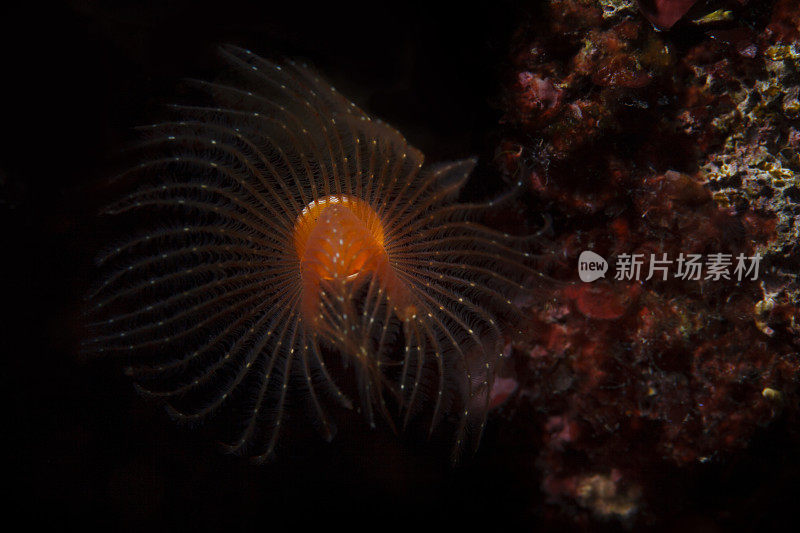 海洋生物螺旋管虫水下美