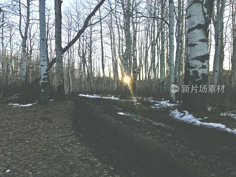 高海拔狩猎西部科罗拉多白杨和松树森林的风景