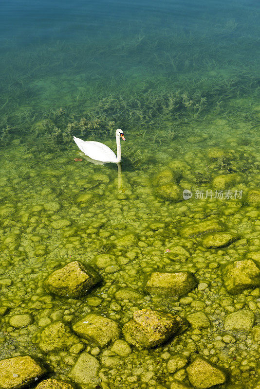 天鹅正在瑞士楚格州奥伯威尔镇的楚格湖上游泳