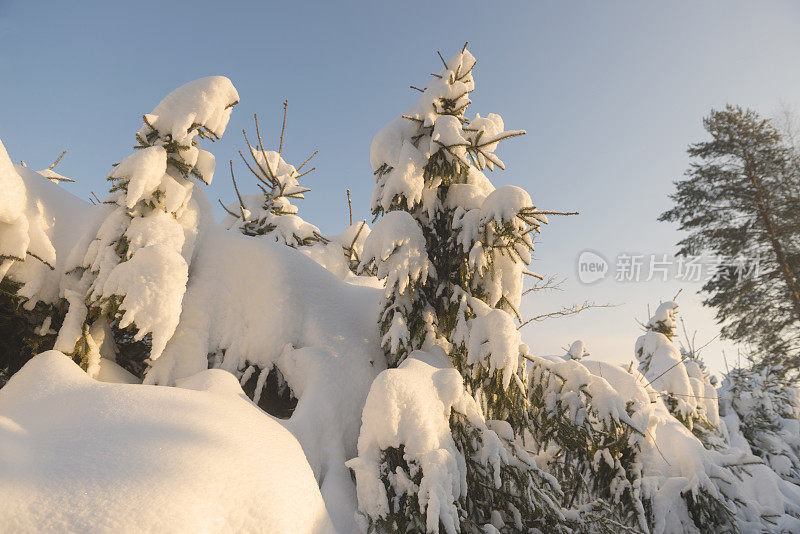 冬天雪森林。圣诞和新年。