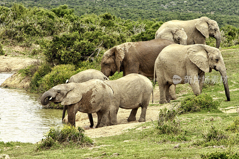 非洲象家族