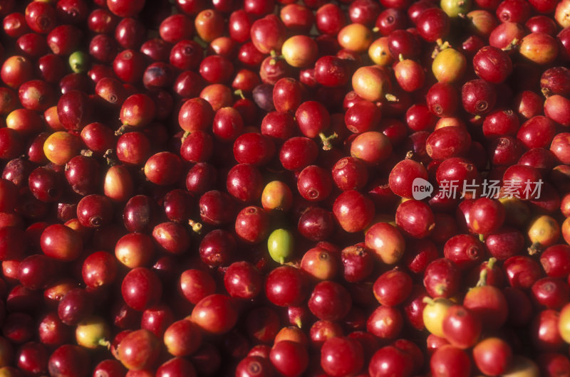 小而红的咖啡树果实