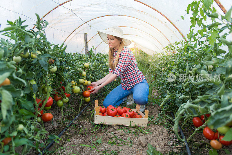 年轻女子在花园里摘西红柿
