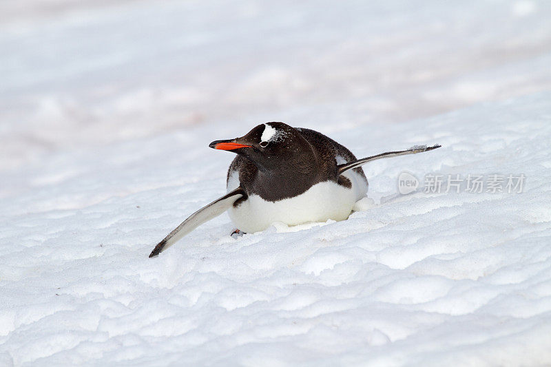 巴布亚企鹅在斜坡上滑行，南极洲