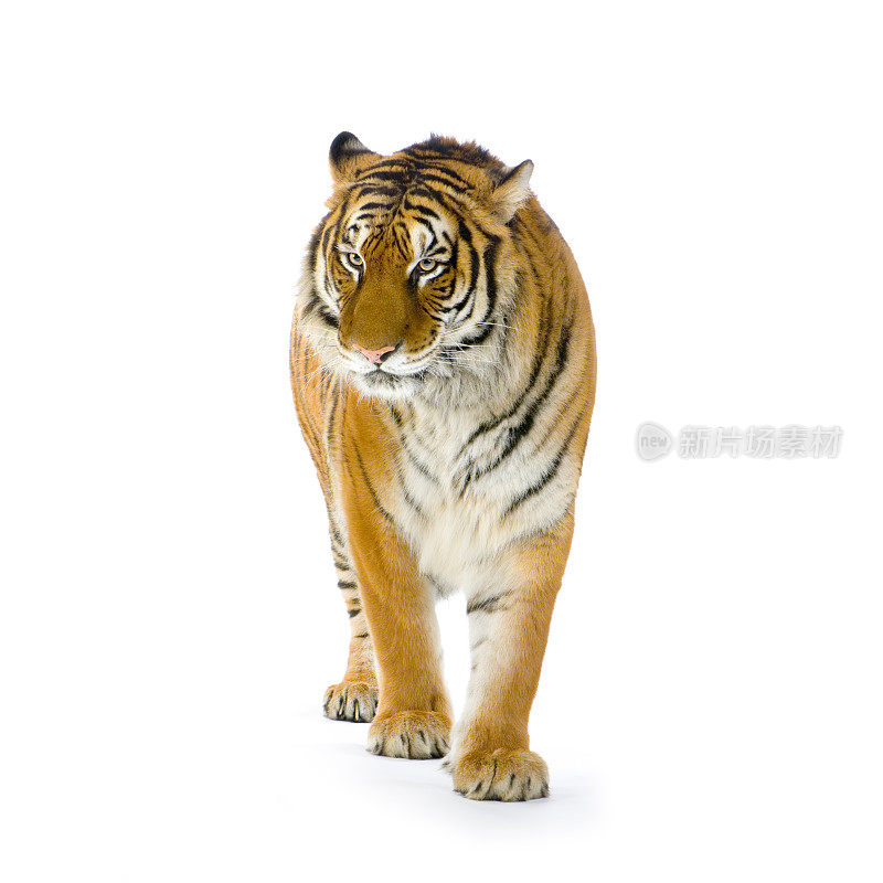 白色背景上橙色和白色条纹的孤独老虎
