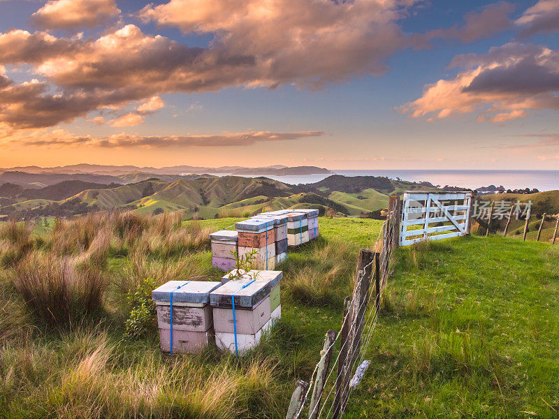 新西兰山湾群岛上的彩色蜂箱