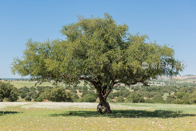 美丽的摩洛哥坚果油树
