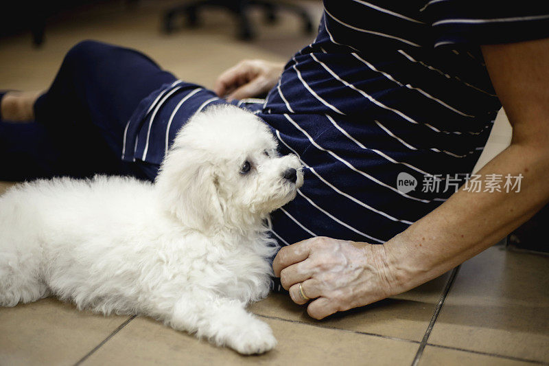 比熊犬和主人玩耍