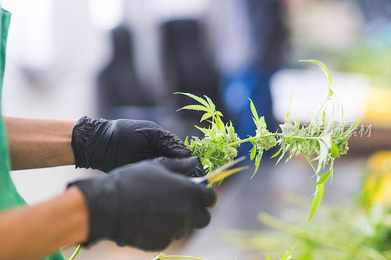 大麻植物在人造光下生长