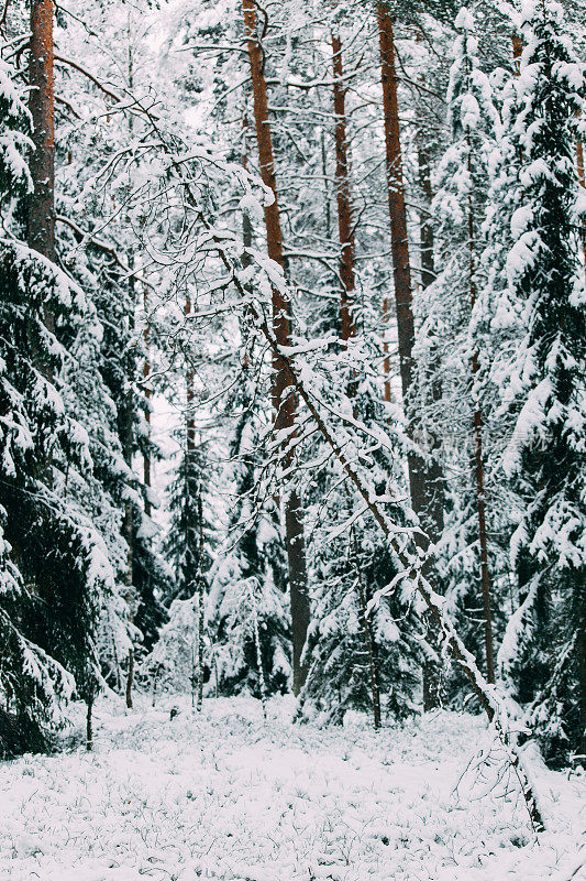 神奇的雪覆盖了树木。美丽的冬天的风景