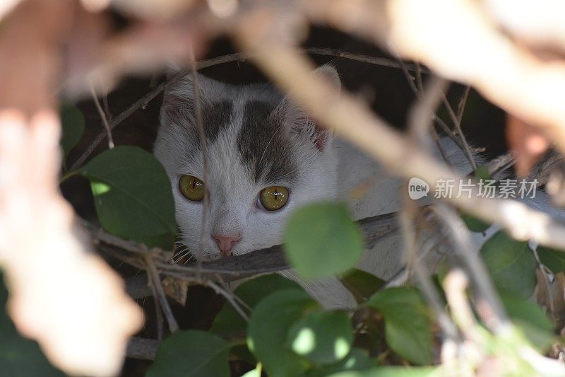 一只猫在灌木丛中窥视