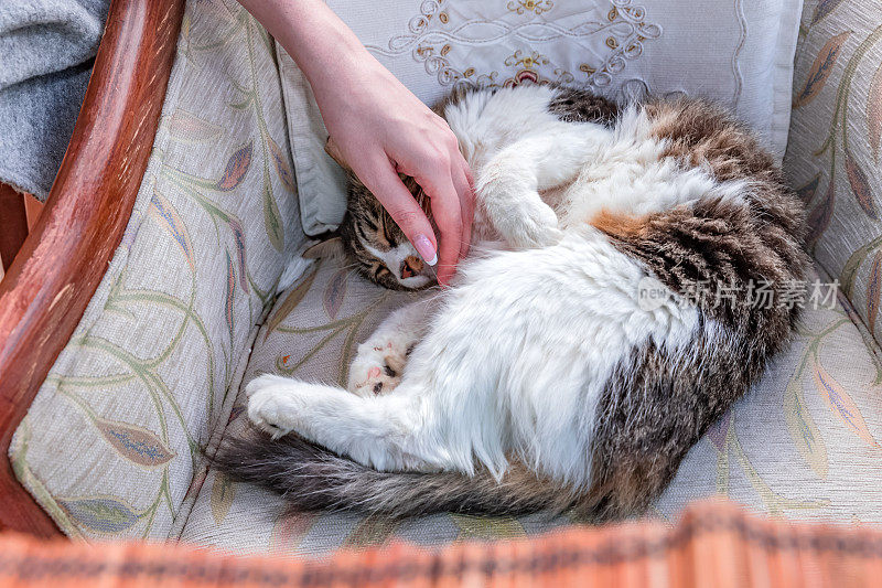 推挤:女人用手抚摸着睡着的猫