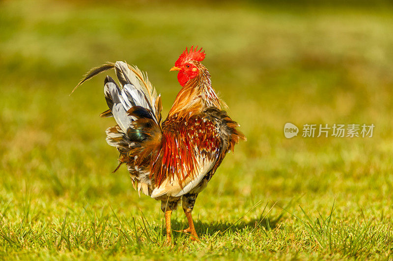 夏威夷考艾岛