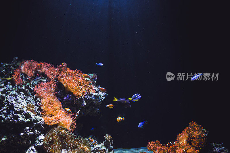 水族馆里彩色的热带鱼