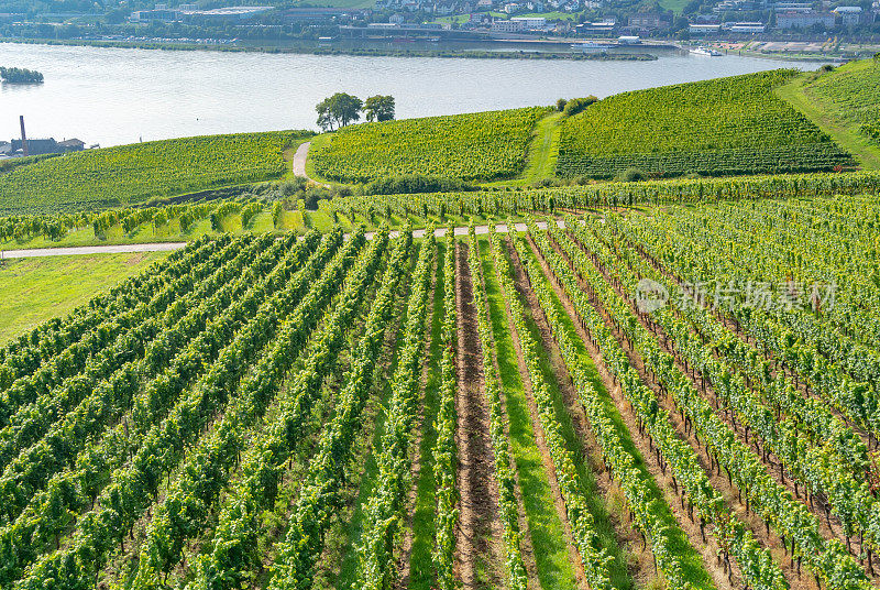 葡萄园在低森林纪念碑纪念碑Rüdesheim，德国