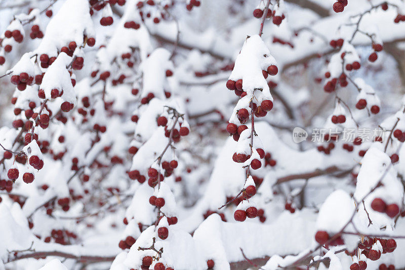 有红浆果和雪的山楂树