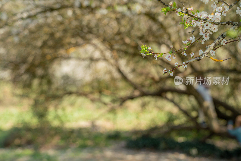 一棵梅树的特写