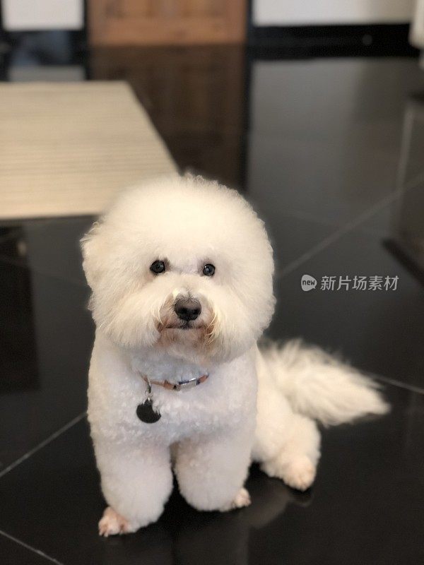 比熊犬