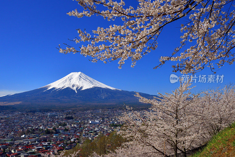 富士山和樱花:从荒山森根公园，富士吉田