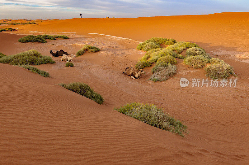 男游客走在沙丘上，早晨，米哈米德，北非，摩洛哥