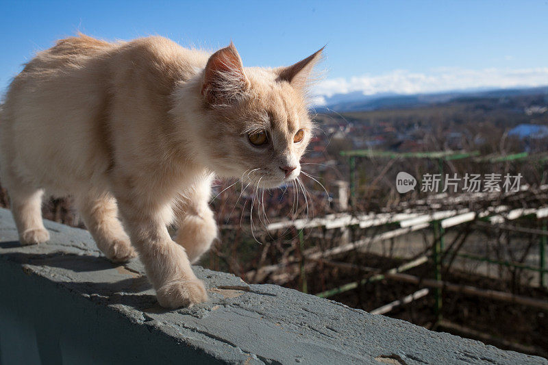 小白猫在阳台上。