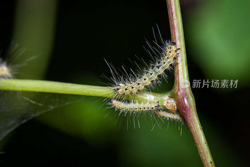 社会性毛毛虫的巢穴和轨道-极端近距离拍摄-微距摄影