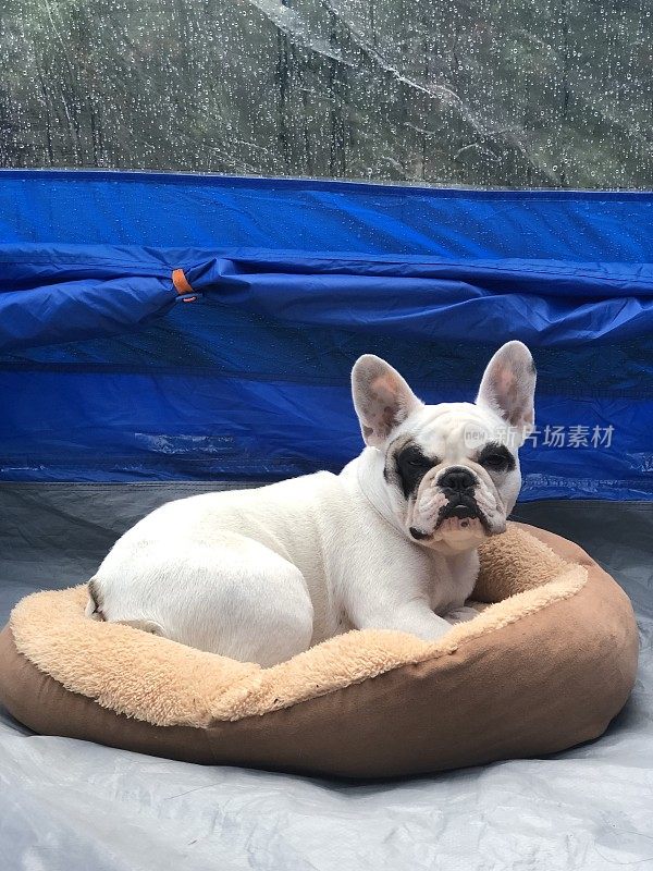 法国斗牛犬，睡在露营帐篷里的狗床上
