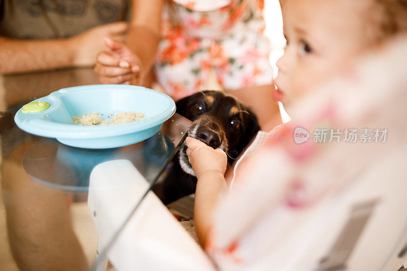 狗从婴儿手里偷食物