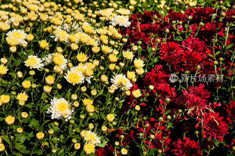 背景从杂色菊花插花。