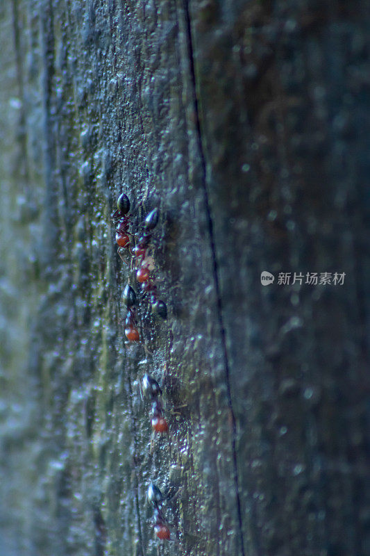 一排一排的红发蚂蚁在松树的树皮上