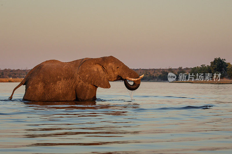 非洲博茨瓦纳，大象穿过丘比河