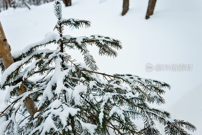 树枝上覆盖着雪