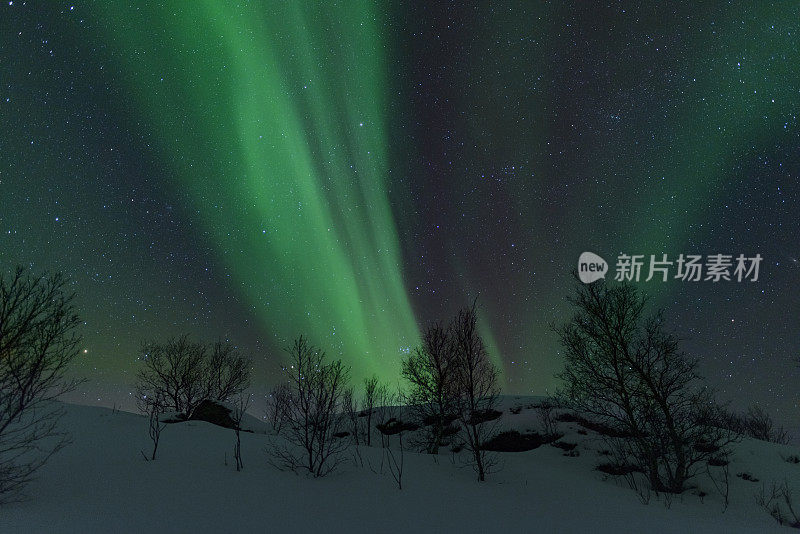 北极光，北极光或北极光在夜空中在罗浮敦群岛在挪威北部