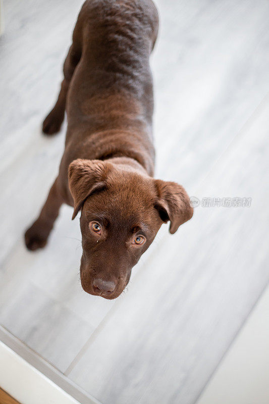 巧克力色的拉布拉多小狗盯着镜头