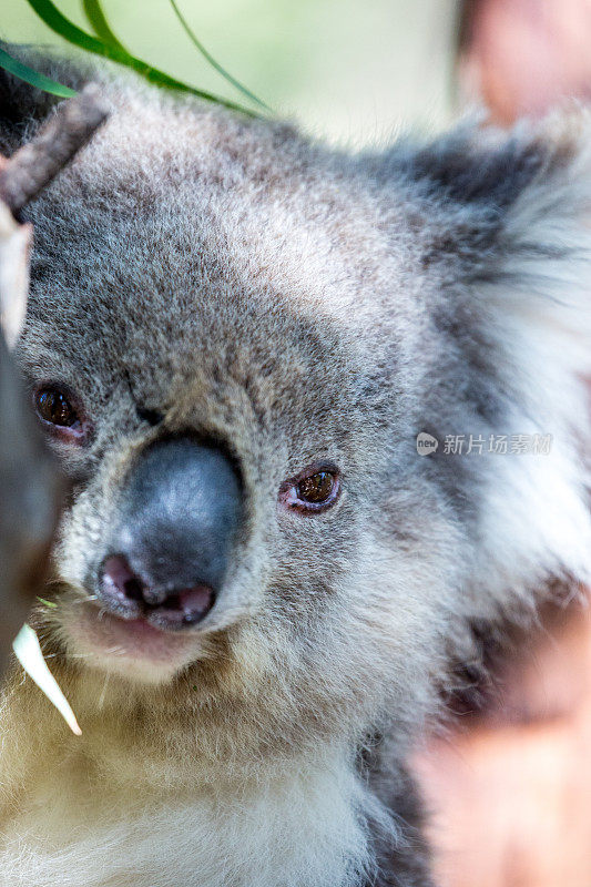 澳大利亚:考拉熊